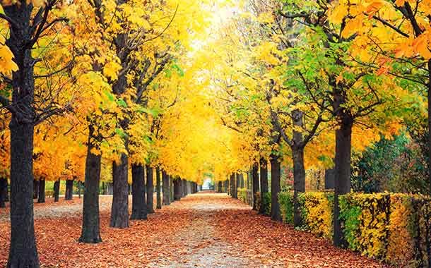 Autumn in vienna Autumn in vienna