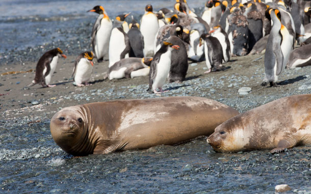 elephant-seals elephant-seals