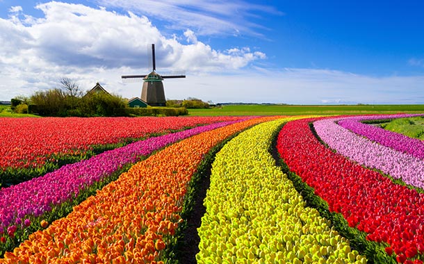 Netherlands Tulip, Netherlands_27