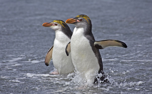 penguins penguins